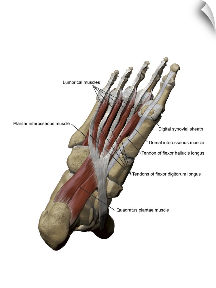 3D model of the foot depicting the plantar intermediate muscles and bone structures.