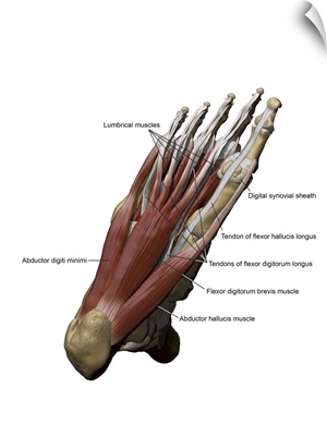 3D model of the foot depicting the plantar superficial muscles and bone structures