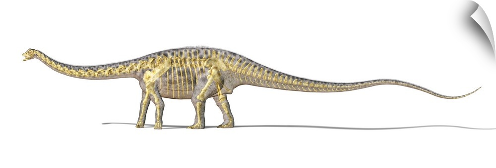 3D rendering of a Diplodocus dinosaur with full skeleton superimposed.