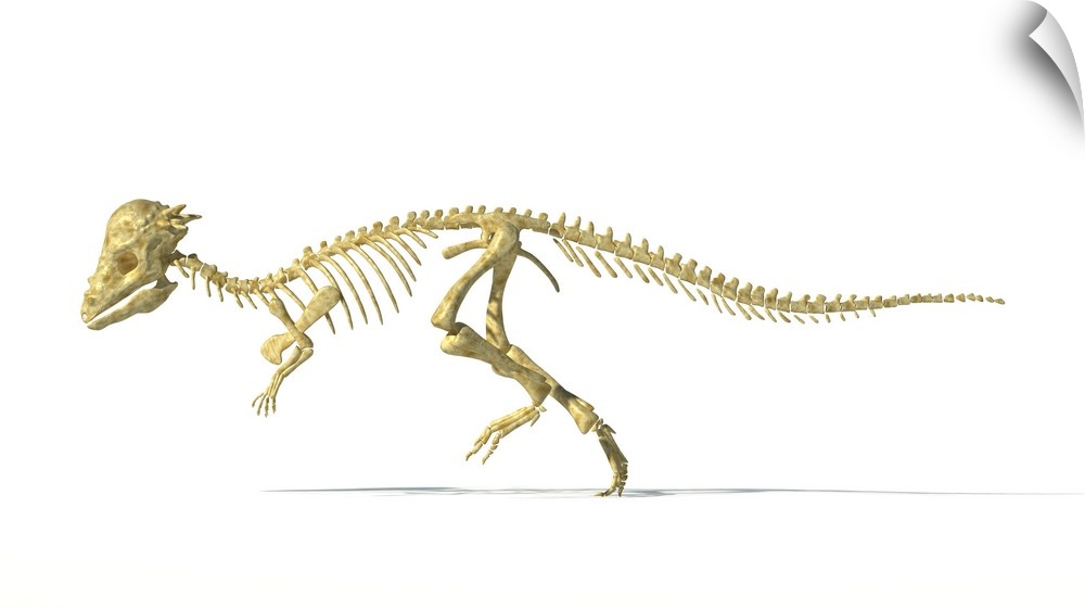 3D rendering of a Pachycephalosaurus dinosaur skeleton.