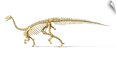 3D rendering of a Plateosaurus dinosaur skeleton