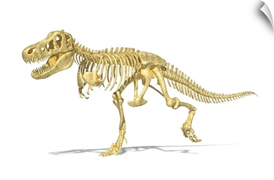 3D rendering of a Tyrannosaurus Rex dinosaur skeleton