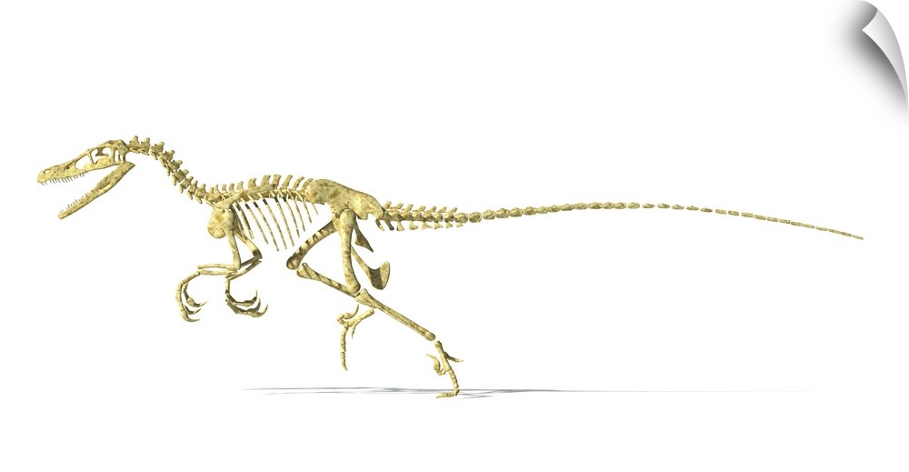 3D rendering of a Velociraptor dinosaur skeleton, side view.