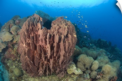 A barrel sponge attached to a reef wall, Papua New Guinea