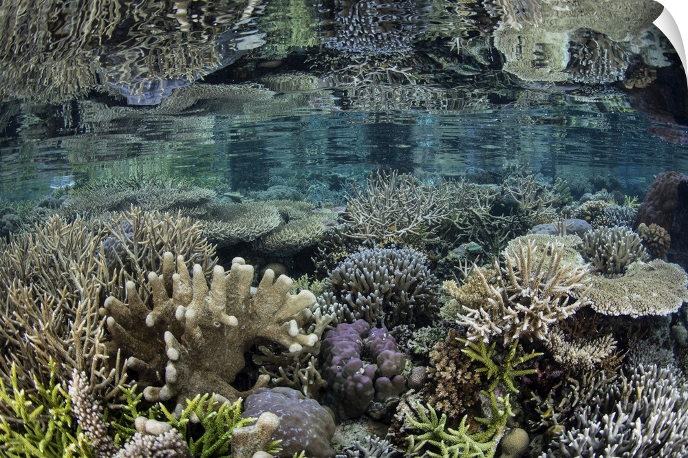 A beautiful coral reef is reflected in the surface, Raja Ampat, Indonesia.