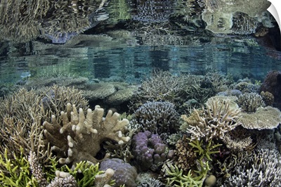 A Beautiful Coral Reef Is Reflected In The Surface, Raja Ampat, Indonesia