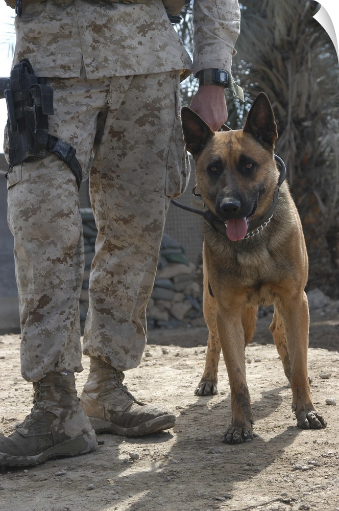 Hurricane Point, Ar Ramadi, Iraq, March 12, 2005 ... While on the job, a Belgium Malonois military working dog stands by h...