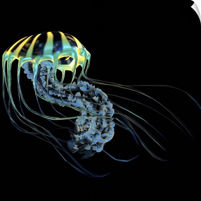 A bioluminescent Jellyfish