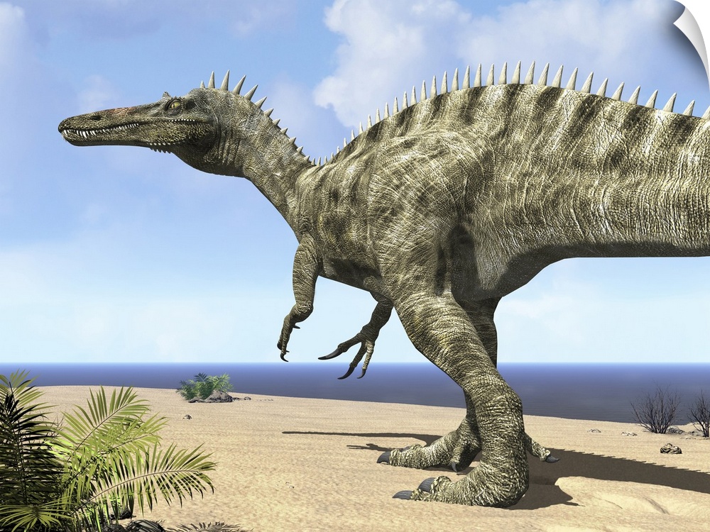 12 feet tall and weighing five tons, a carnivorous Suchomimus wanders a beach on the ancient Tethys Ocean 115 million year...