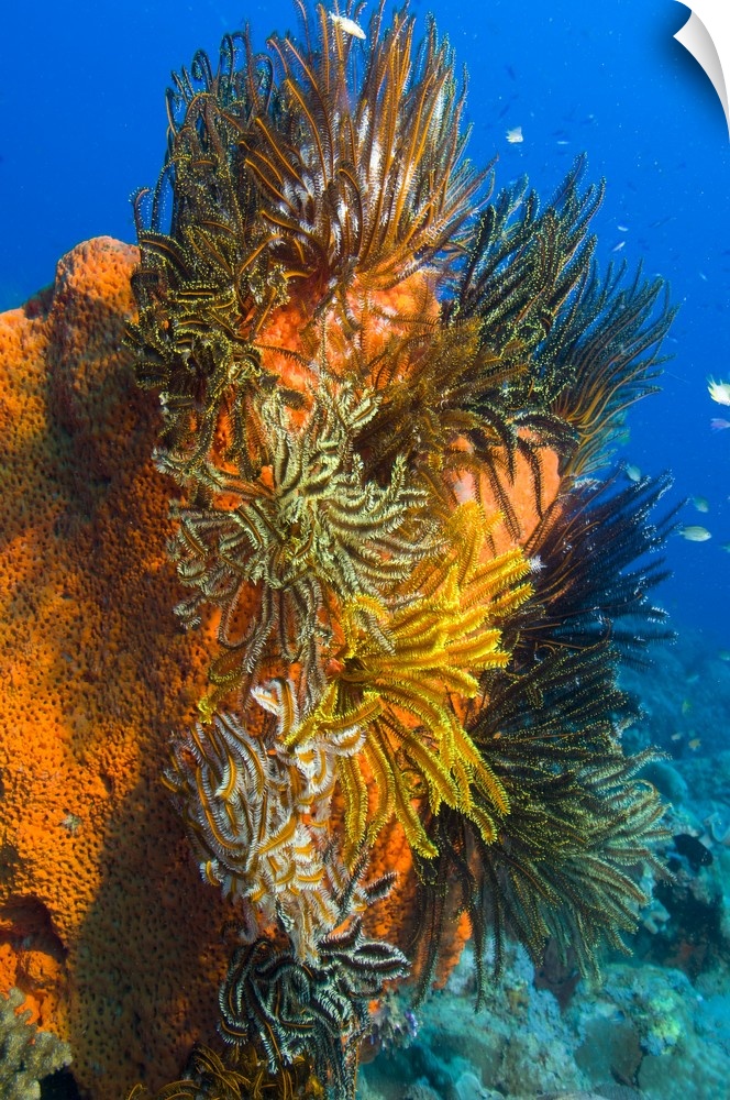A colony of feather stars attached to sponge, Papua New Guinea.