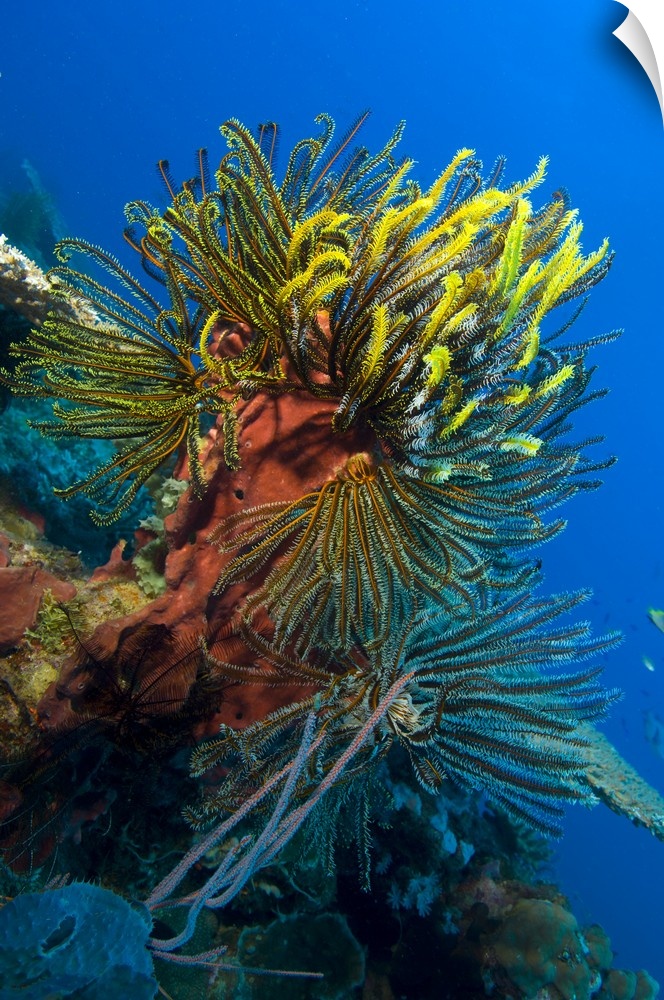A colony of feather stars attached to sponge, Papua New Guinea.