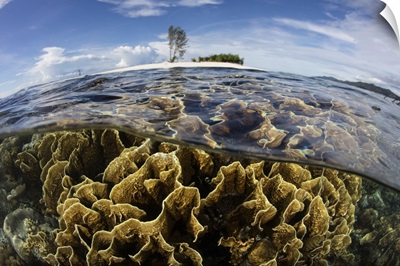 A colony of fire corals grows in shallow water in Raja Ampat, Indonesia.