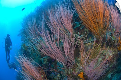 A colony of red whip fan corals with diver, Papua New Guinea