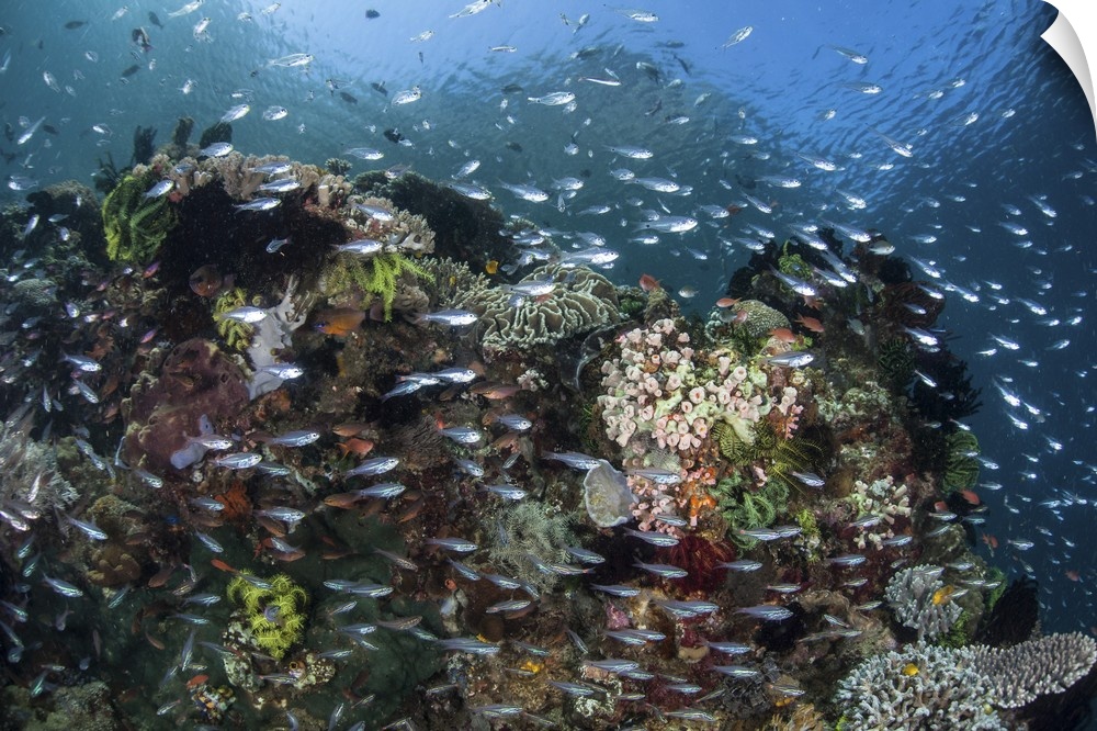 A colorful coral reef is covered by fish in Indonesia.