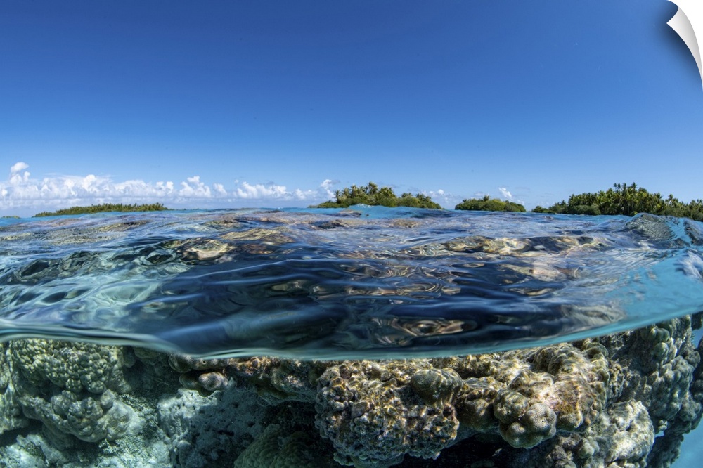 A coral head sits just beneath the surface in front of an island in Tahiti, French Polynesia.