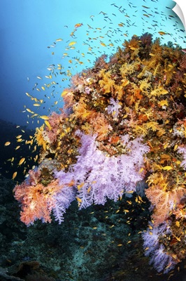 A Coral Reef Structure, Maldives