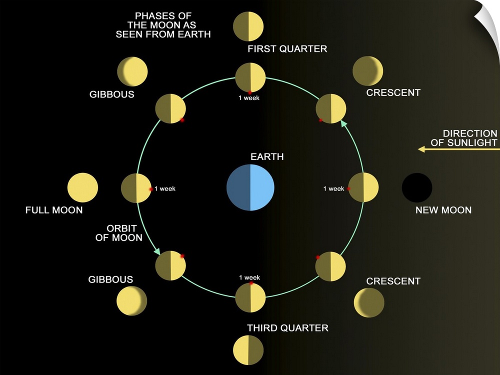 A diagram showing the phases of the Earth's moon.
