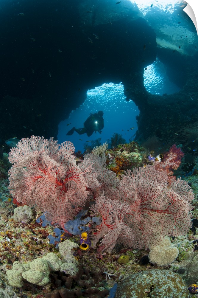 A diver approaches a gorgonian sea fan, Indonesia.