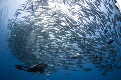 A diver looks on at schooling Jacks at Mary Island, Solomon Islands