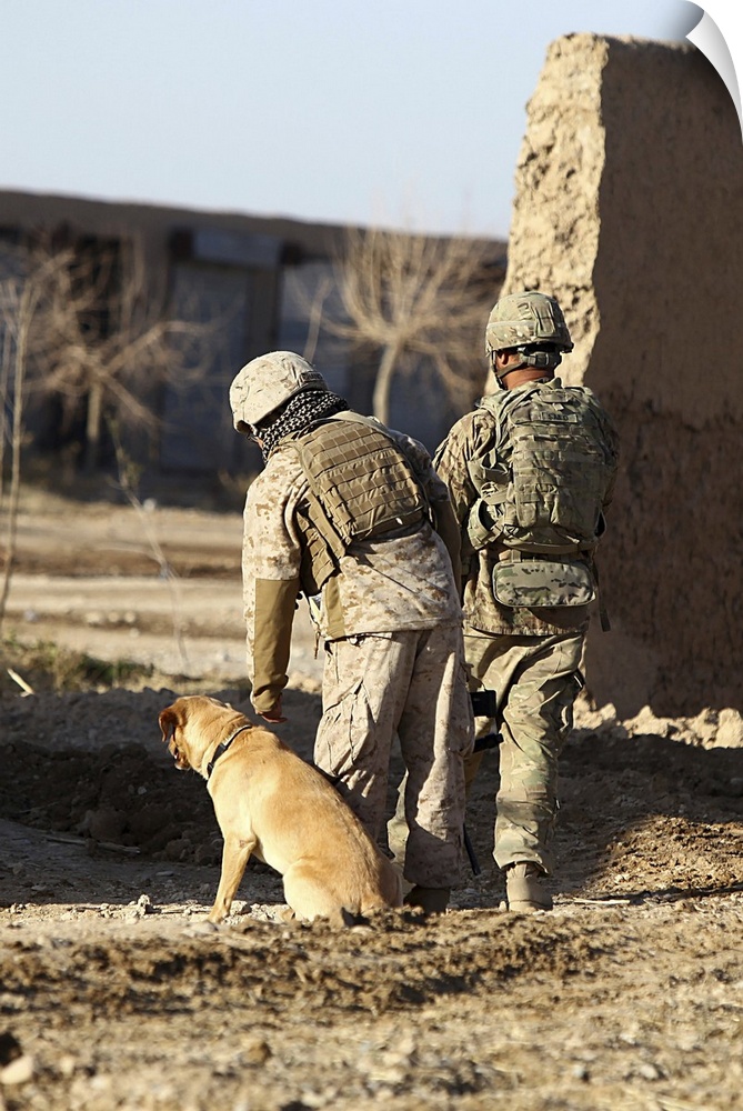 A dog handler takes care of his military working dog that is trained to detect military and home made explosives.