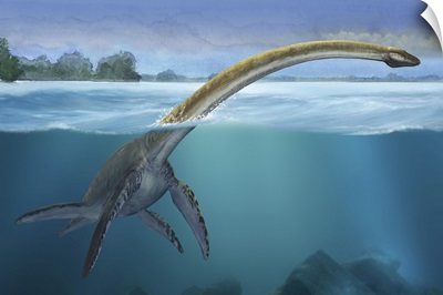 A Elasmosaurus platyurus swims freely in prehistoric waters