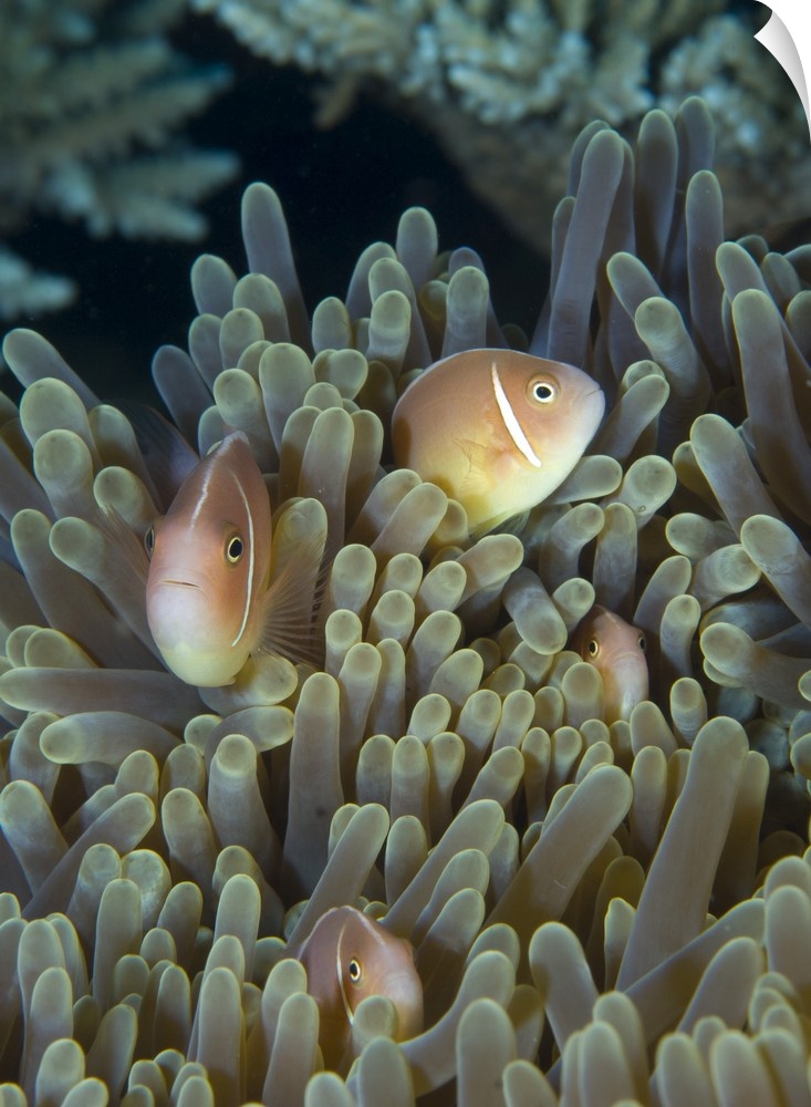 A family of pink anemonefish in anemone, Papua New Guinea.