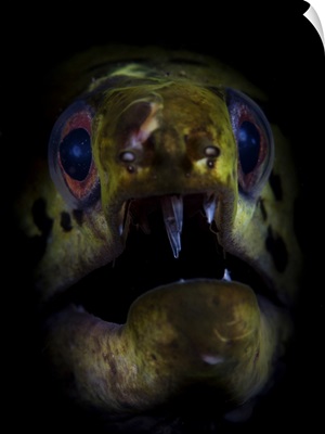 A Fimbriated Moray Eel Opens Its Jaws