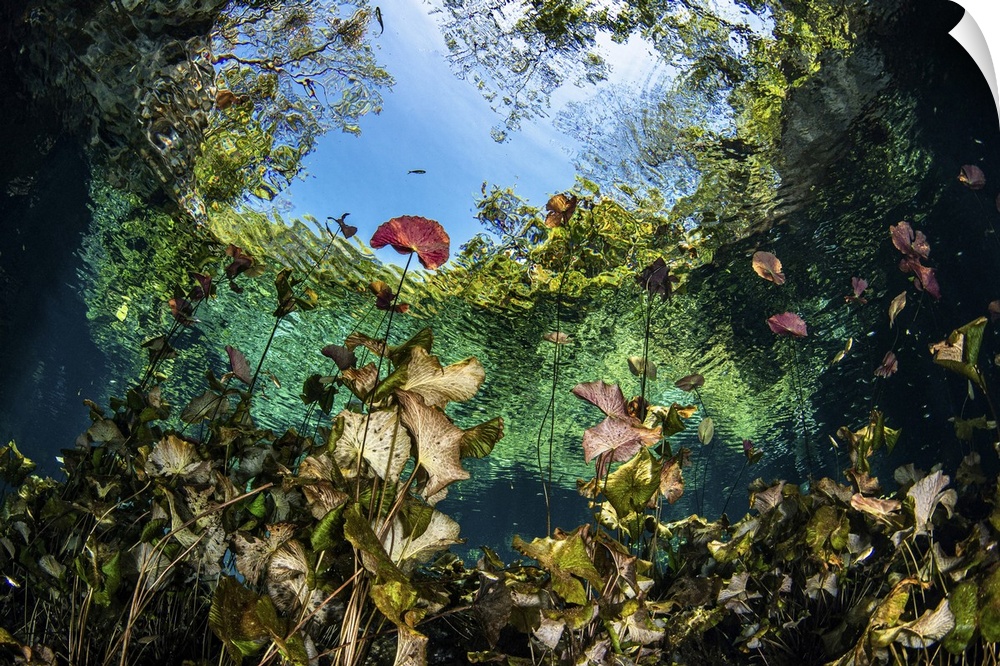 A garden of lilies grows in the mouth of the Nicte Ha Cenote in Mexico.