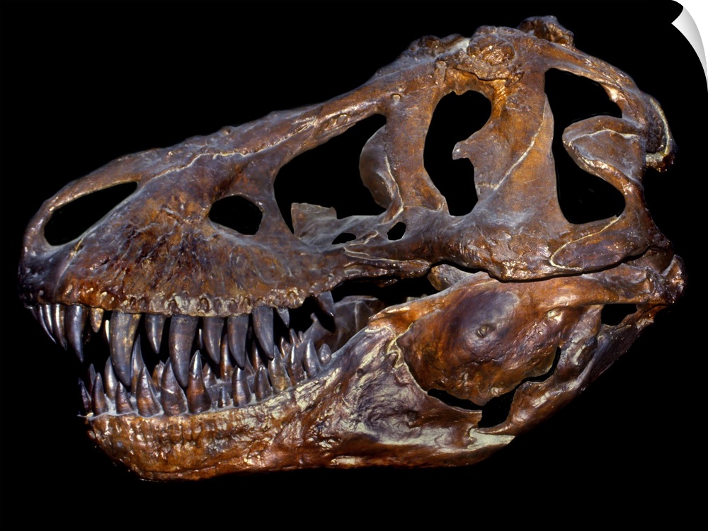 A genuine fossilized skull of a T. Rex.