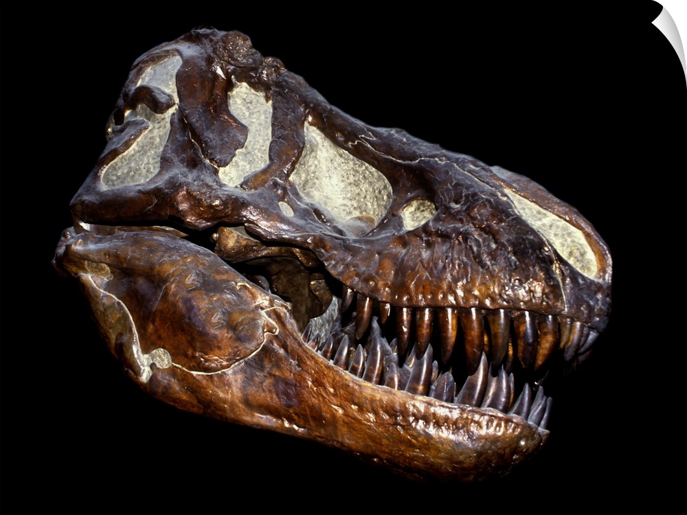 A genuine fossilized skull of a T. Rex.