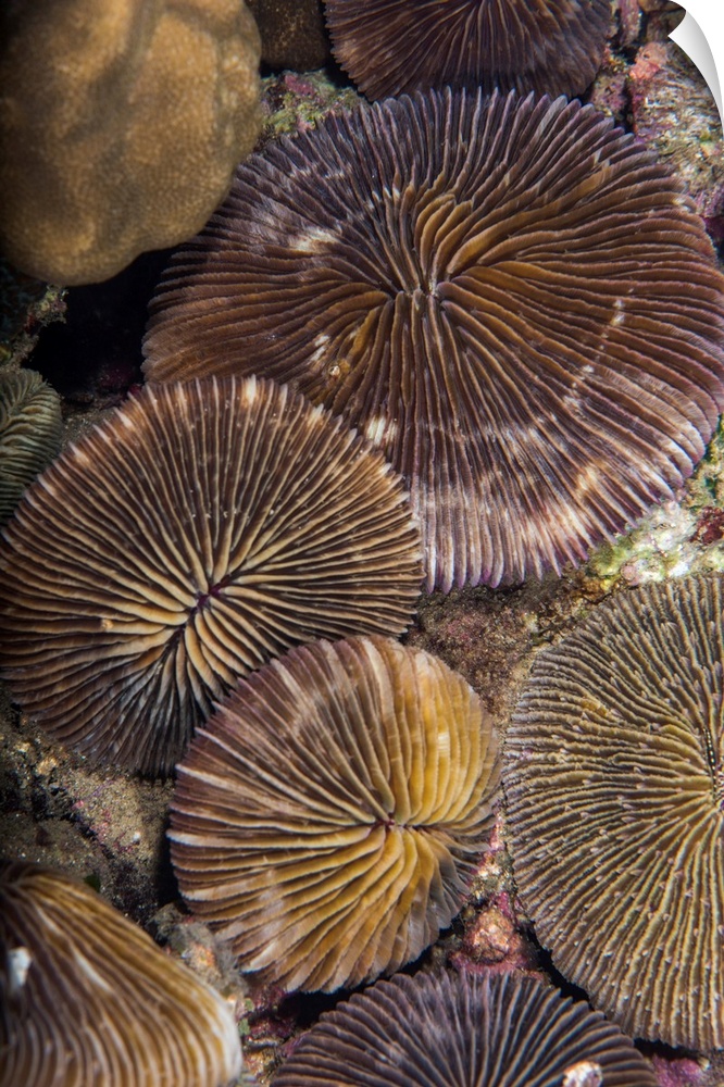 A group of plate corals lies on a reef in Anilao, Philippines.