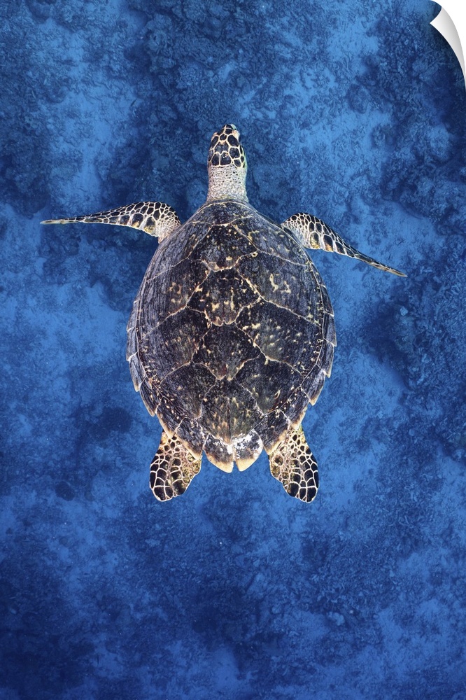 A hawksbill sea turtle glides over the ocean floor, Maldives.