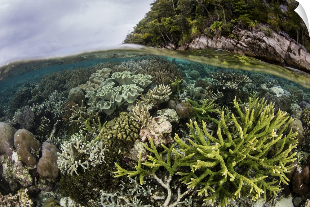 A healthy and beautiful coral reef thrives in shallow water in Raja Ampat, Indonesia.