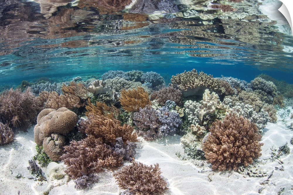 A healthy and diverse coral reef grows in Raja Ampat, Indonesia.