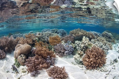 A healthy and diverse coral reef grows in Raja Ampat, Indonesia