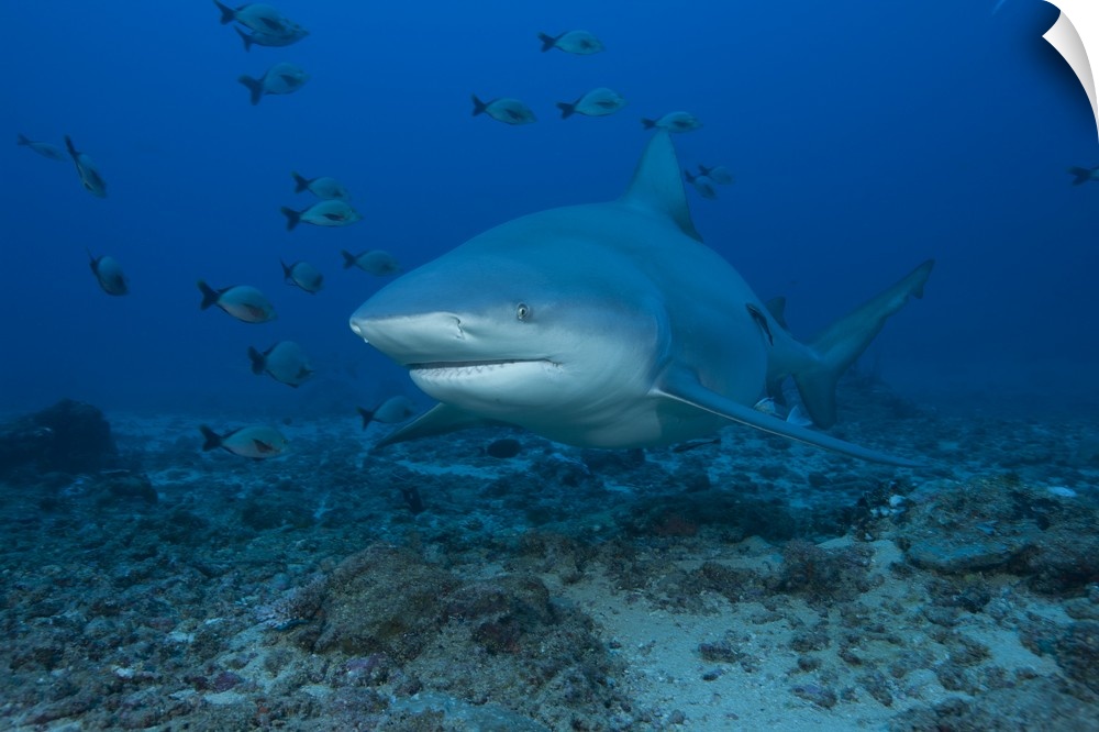 A large bull shark at The Bistro dive site in Fiji.