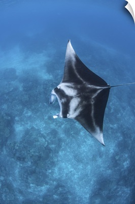 A large reef manta ray swims through clear water in Raja Ampat