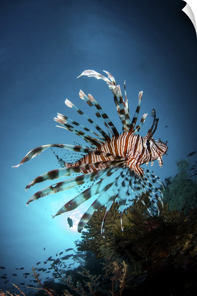 A lionfish hovers over a coral reef as the sun sets, Raja Ampat, Indonesia.