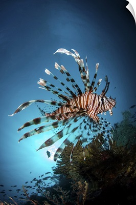 A Lionfish Hovers Over A Coral Reef As The Sun Sets