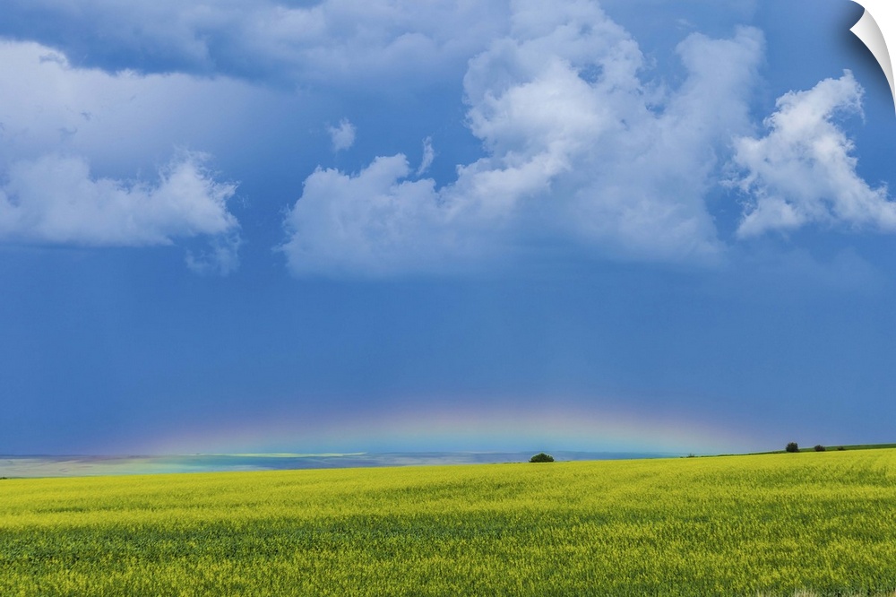 July 4, 2013 - A low altitude rainbow barely visible over the yellow canola field, Gleichen, Alberta, Canada.