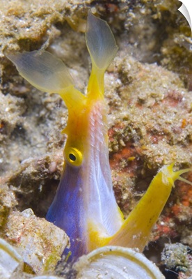 A male ribbon eel peering from it's hole, Papua New Guinea