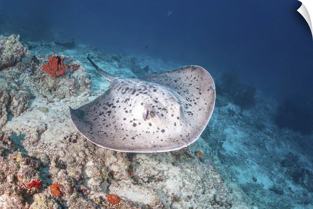 A marbled stingray swims by a shallow reef, Maldives.
