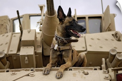 A military working dog sits on a US Army M2A3 Bradley Fighting Vehicle