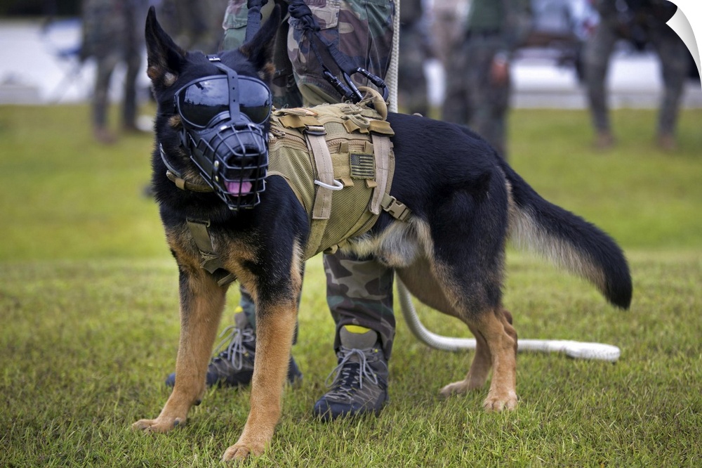 September 23, 2015 - A multipurpose canine with Marine Raider Regiment, prepares to participate in special patrol insertio...
