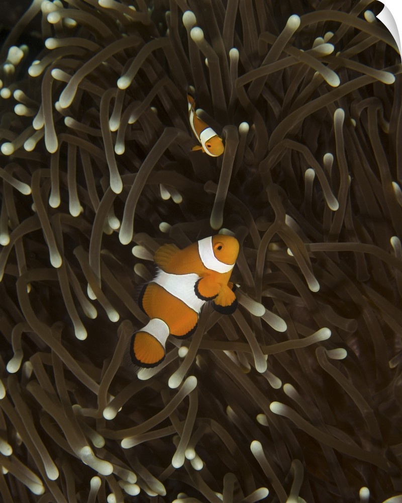 A pair of anemonefish in its host anemone, Manado, Indonesia.