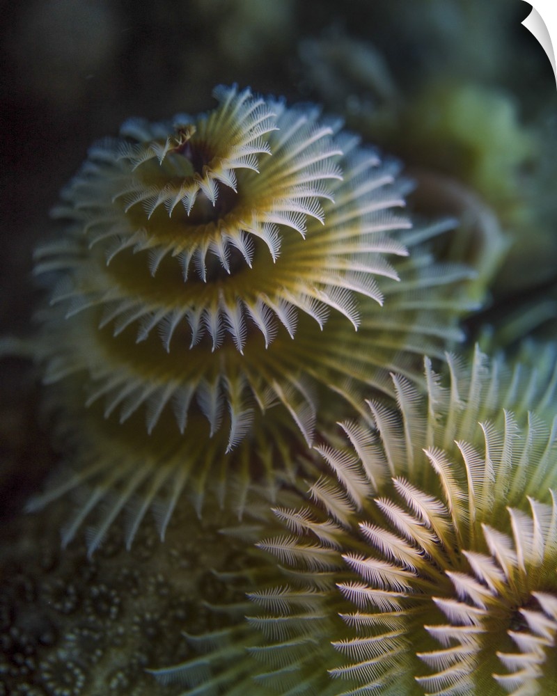 A pair of Christmas tree worms in Cozumel, Mexico.