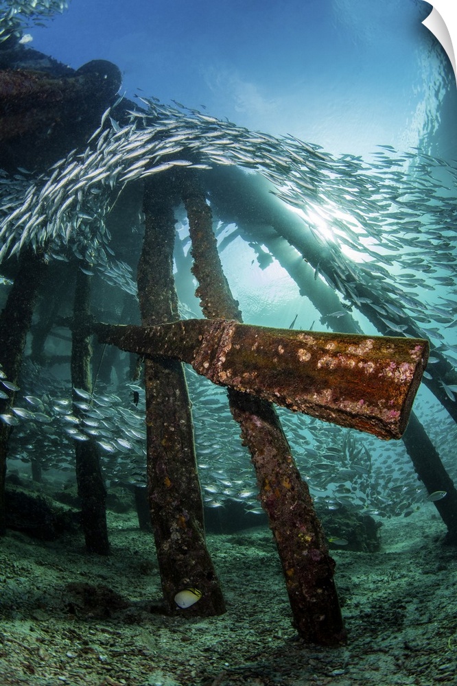 A pier provides a shelter for a school of scats, Raja Ampat, Indonesia.