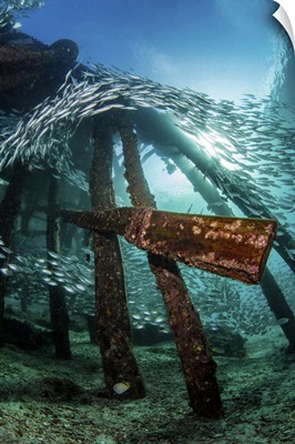 A Pier Provides A Shelter For A School Of Scats, Raja Ampat, Indonesia