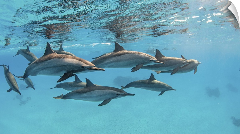 A pod of spinner dolphins swimming by just under the surface, Red Sea.