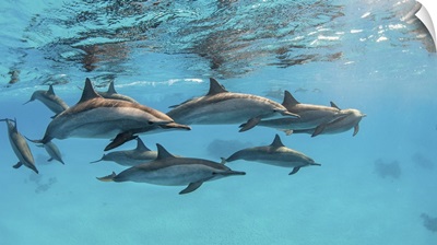 A Pod Of Spinner Dolphins Swimming By Just Under The Surface, Red Sea